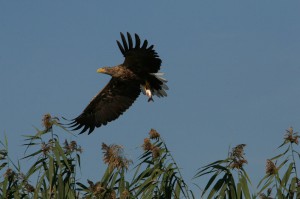 Орлан-белохвост (Haliaeetus albicilla)                      