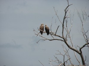 Орланы-белохвосты (Haliaeetus albicilla)
