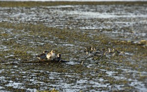 Птенец белощекой  крачки (Chlidonias hybrida)