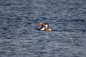 Красноносые нырки (Netta rufina)