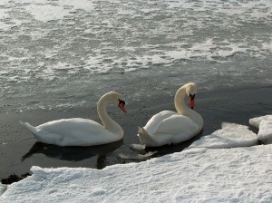 Лебеди-шипуны (Cygnus olor)