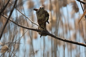 Обыкновенный канюк (Buteo buteo)     