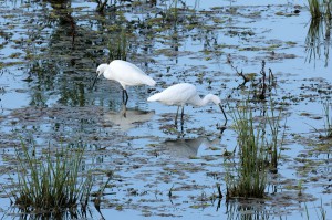 Малая (Egretta garzetta) и большая(Ardea alba) белые цапли            
