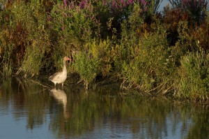Серый гусь (Anser anser)                