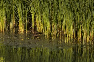 Каравайки (Plegadis falcinellus)