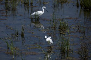 Малые белые цапли (Egretta garzetta)
