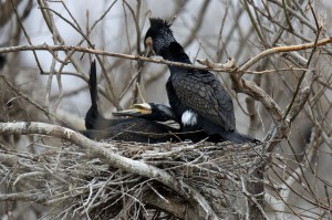 Большой баклан(Phalacrocorax carbo)