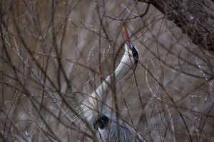 Серая цапля (Ardea cinerea)