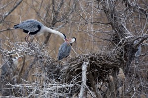 Серые цапли (Ardea cinerea)