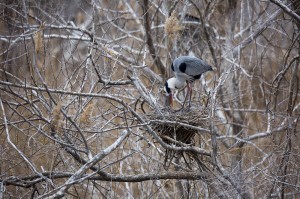 Серая цапля (Ardea cinerea)