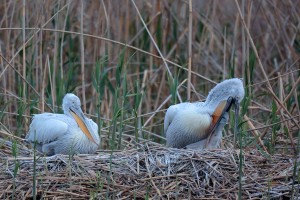 Кудрявые пеликаны (Pelecanus crispus)