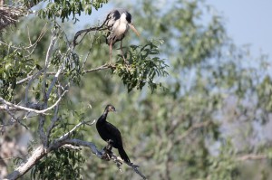 Серая цапля (Ardea cinerea) и большой баклан (Phalacrocorax carbo)