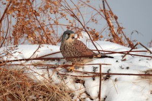 Обыкновенная пустельга (Falco tinnunculus)