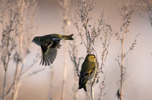 Чижи (Carduelis spinus)