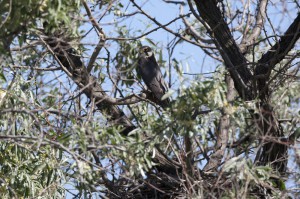 Чеглок (Falco subbuteo)