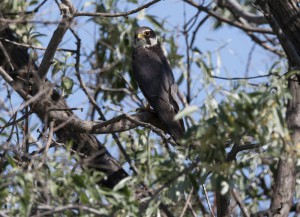 Чеглок (Falco subbuteo)