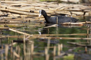 Лысуха (Fulica atra)          