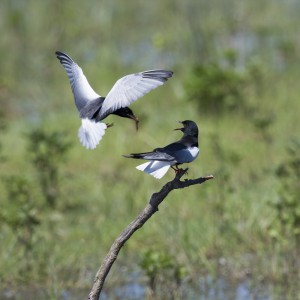 Белокрылые крачки (Chlidonias leucopterus)