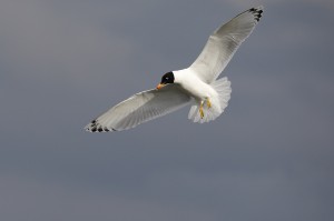 Черноголовый хохотун (Larus ichthyaetus)          