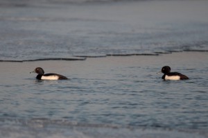 Хохлатая чернеть (Aythya fuligula)