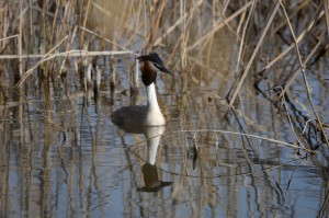Чомга (Podiceps cristatus)