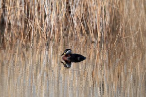Серощёкая поганка (Podiceps grisegena)