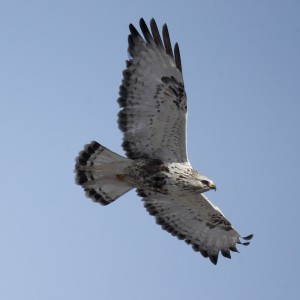 Мохноногий канюк, или зимняк (Buteo lagopus)