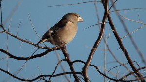 Обыкновенный дубонос (Coccothraustes coccothraustes)
