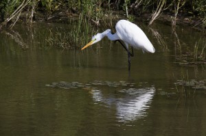 Большая белая цапля (Ardea alba)