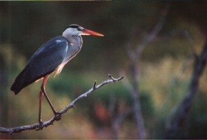 Серая цапля (Ardea cinerea)