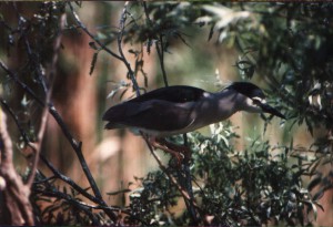 Кваква (Nycticorax nycticorax)