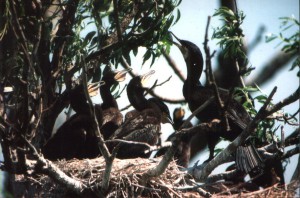 Большие  бакланы (Phalacrocorax carbo)