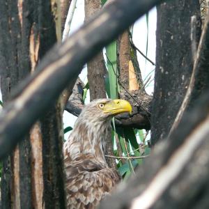 Орлан-белохвост (Haliaeetus albicilla).