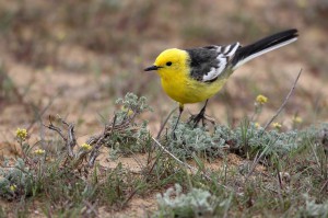 Желтоголовая трясогузка (Motacilla citreola)