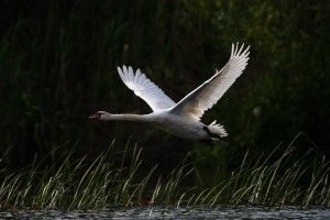 Лебедь-шипун (Cygnus olor)