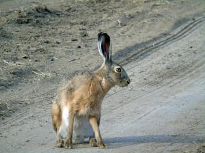 Заяц-русак (Lepus europaeus)