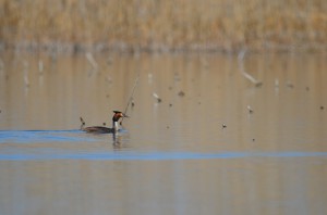Большая поганка, или чомга (Podiceps cristatus)