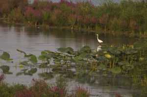 Малая белая цапля (Egretta garzetta)               