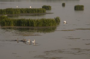 Лебеди-шипуны с выводком (Cygnus olor)                          