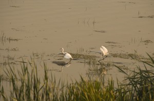 Малые белые цапли (Egretta garzetta)                