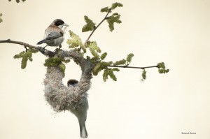 Ремез обыкновенный (Remiz pendulinus)