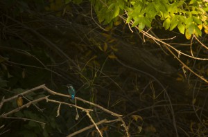 Обыкновенный зимородок (Alcedo atthis)                    