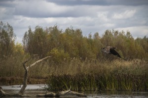 Орлан-белохвост (Haliaeetus albicilla)                             