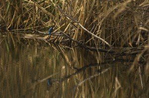 Обыкновенный зимородок (Alcedo atthis)                     