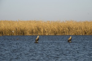 Орланы-белохвосты (Haliaeetus albicilla)                     