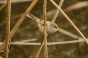 Самка усатой синицы (Panurus biarmicus)                  