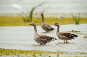 Серые гуси (Anser anser)