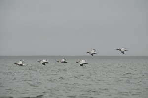 Кудрявые пеликаны (Pelecanus crispus)                   