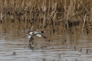 Чомга, или большая поганка (Podiceps cristatus)             