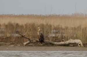 Орлан-белохвост  (Haliaeetus albicilla)                   